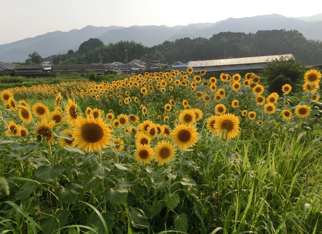 ヒマワリが一杯A