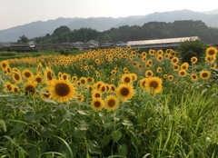 ヒマワリが一杯A