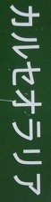 カルセオラリア名札