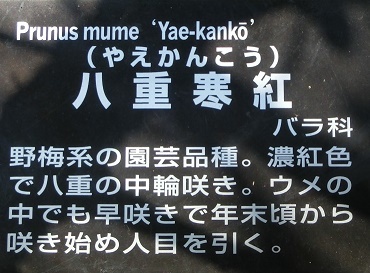 ヤエカンコウ名札