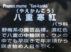 ヤエカンコウ名札
