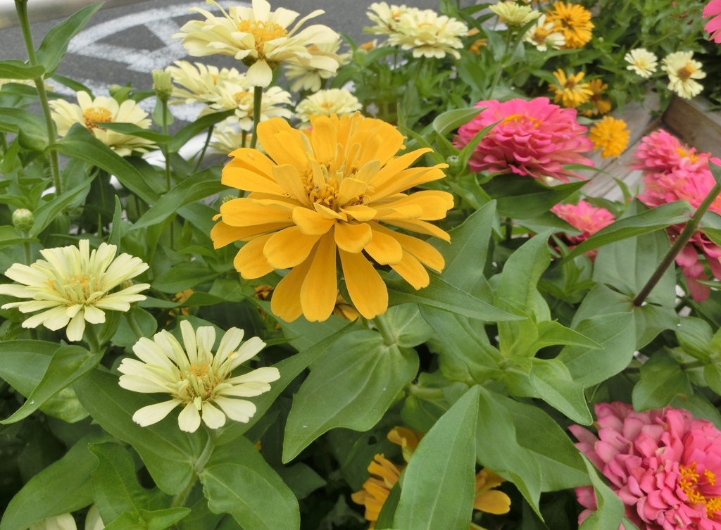 百日草07
