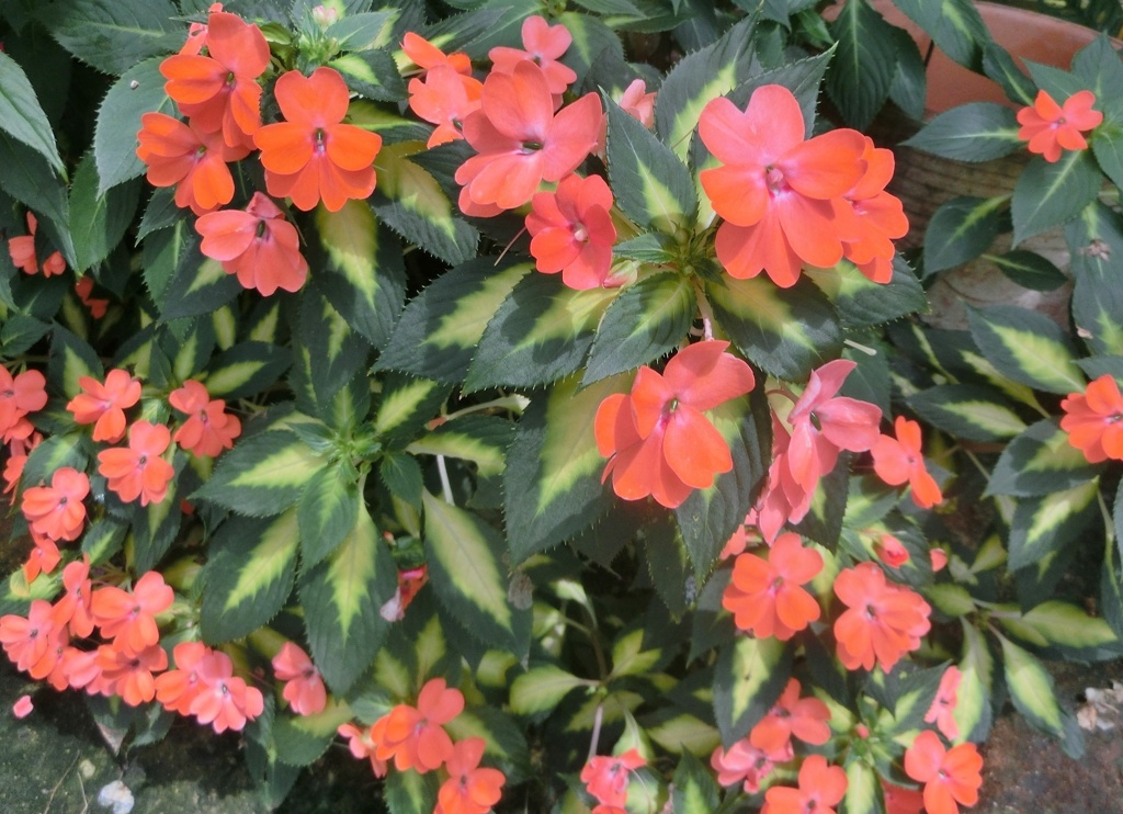 インパチェンスE