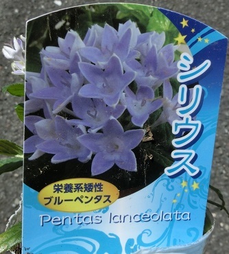 シリウス（ブルーペンタス）