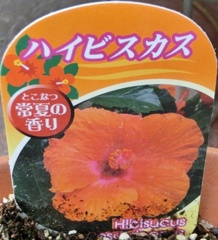 ハイビスカス名札常夏の香り