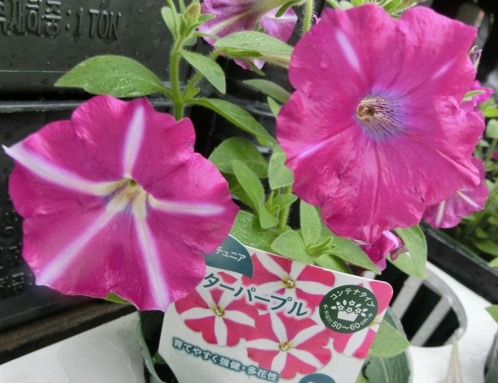 スターパープルB