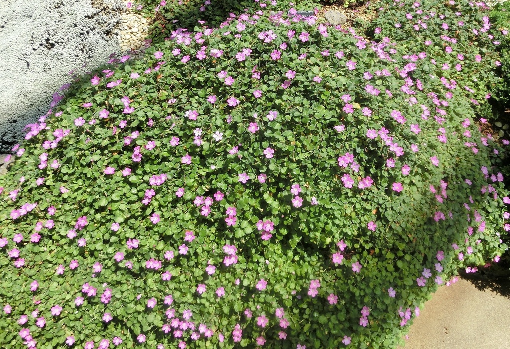 エロディウム・バリアビレB