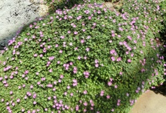 エロディウム・バリアビレB