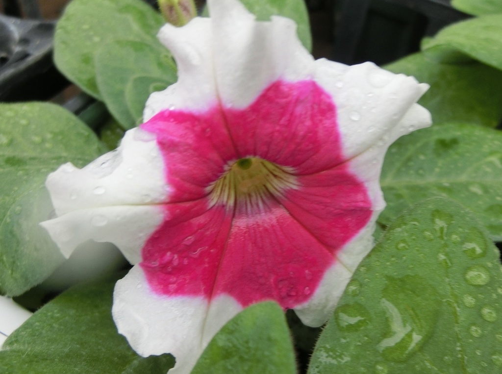 ドームピンクピコティーB