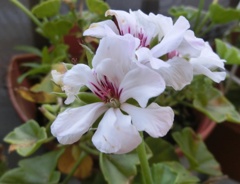 アイビーゼラニュームA