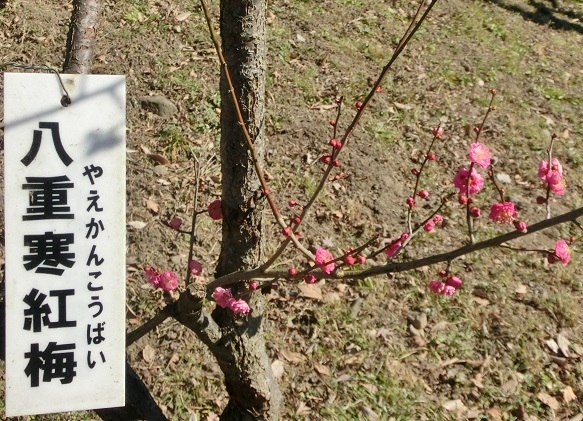 ヤエカンコウバイA