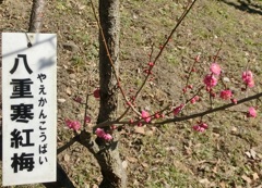 ヤエカンコウバイA