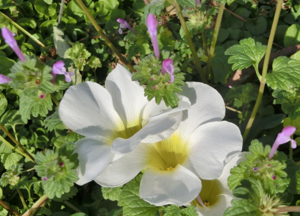 ホトケノザ、オキザリスA