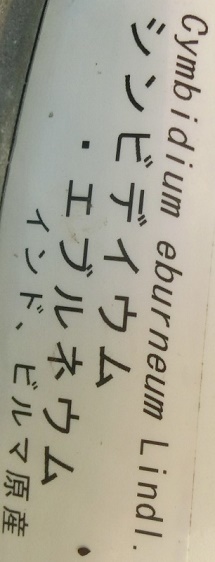 シンビディウム・エブルネウム花名札