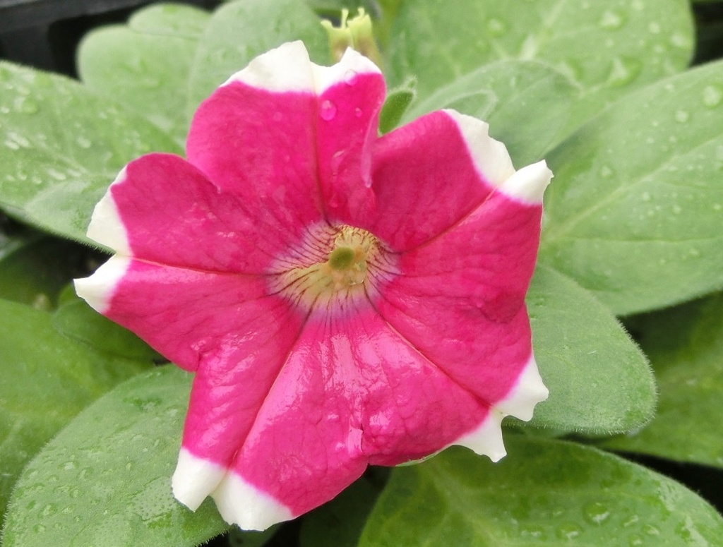 ドームピンクピコティーD