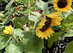 ひまわりグッドスマイル