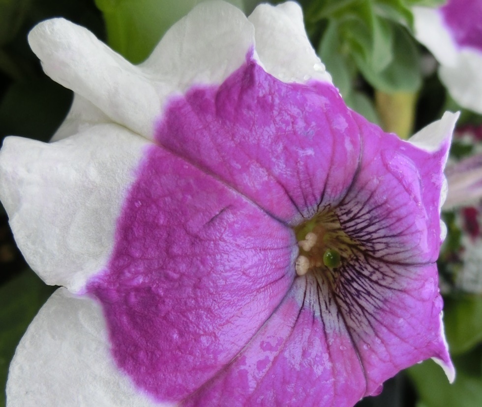 ドームパープルピコティーC