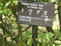 トウグミA