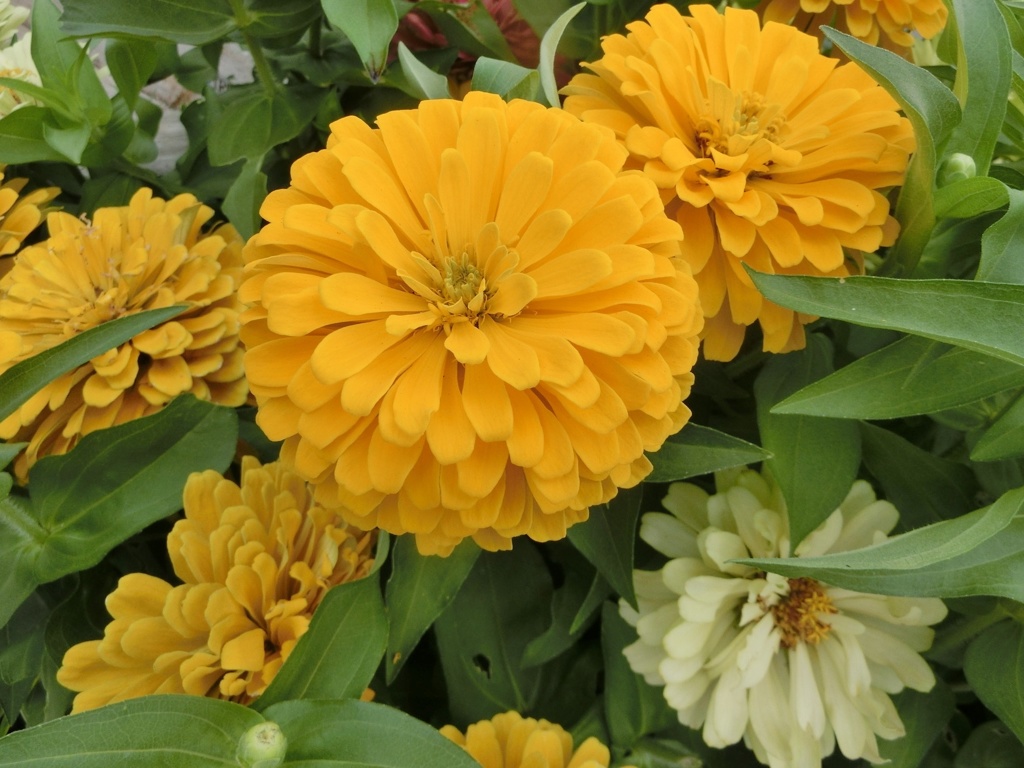 百日草15
