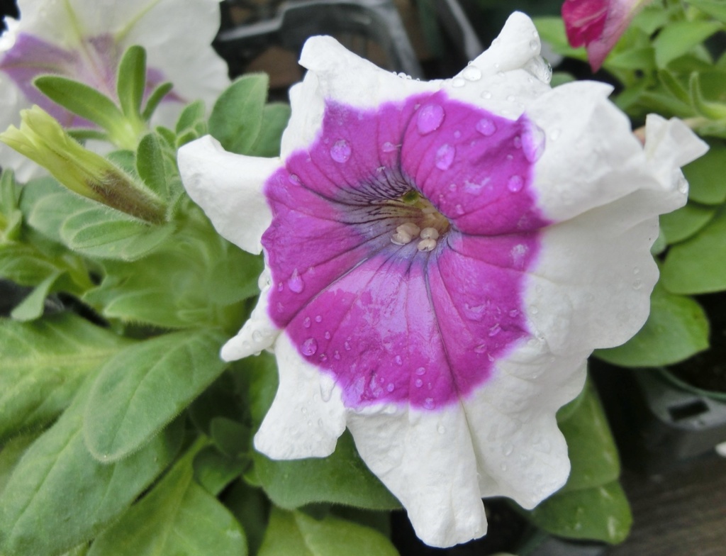 ドームパープルピコティーB