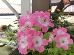 ペラルゴニュームB