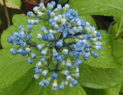 ジョウザンアジサイB