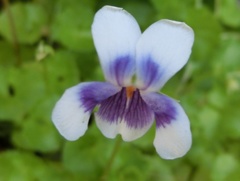 宿根パンダスミレB