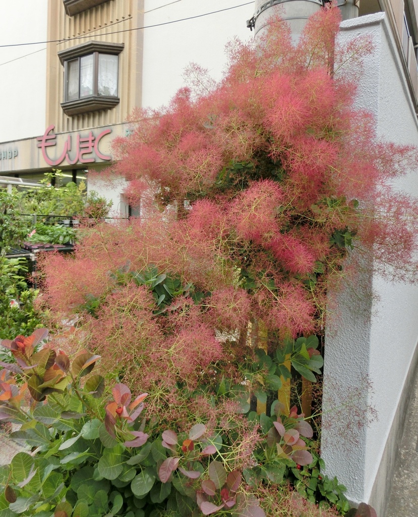 スモークツリーA