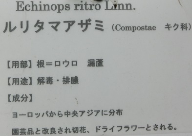 ルリタマアザミ花名札