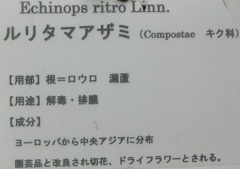 ルリタマアザミ花名札