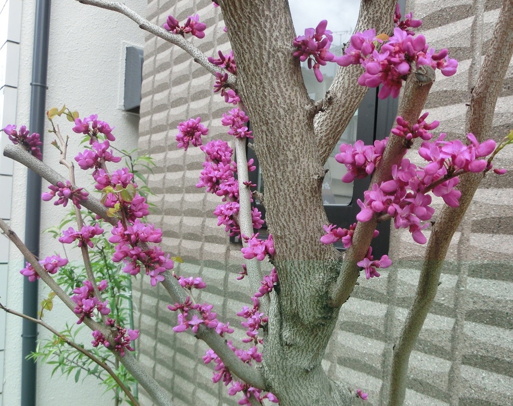 ハナズオウB
