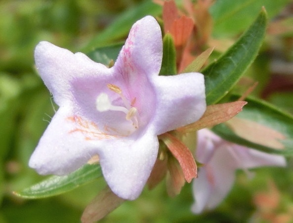 アベリアピンクC