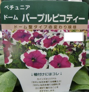 ドームパープルピコティーA