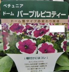 ドームパープルピコティーA