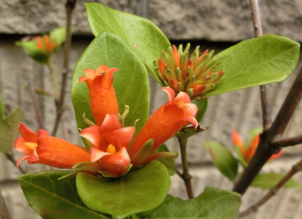 バーチェリア・ブバリナC