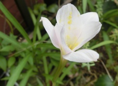 ゼフィランサスA