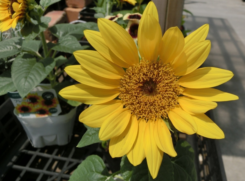 コンパクトヒマワリE