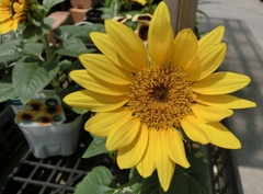 コンパクトヒマワリE