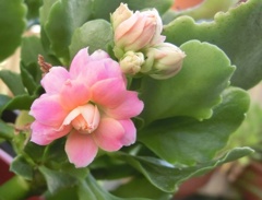 バラサキカランコエ