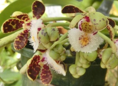 ガストロキルス B