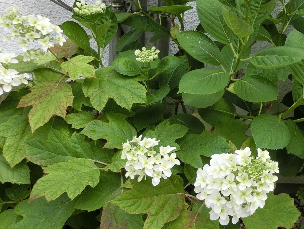 カシワバアジサイC