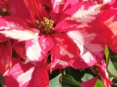 ポインセチアE