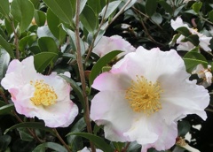 山茶花白桃混じりA