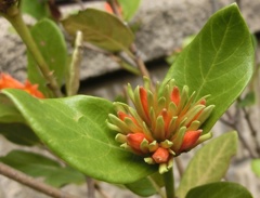 バーチェリア・ブバリナD