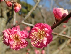 ヤエカンコウバイB