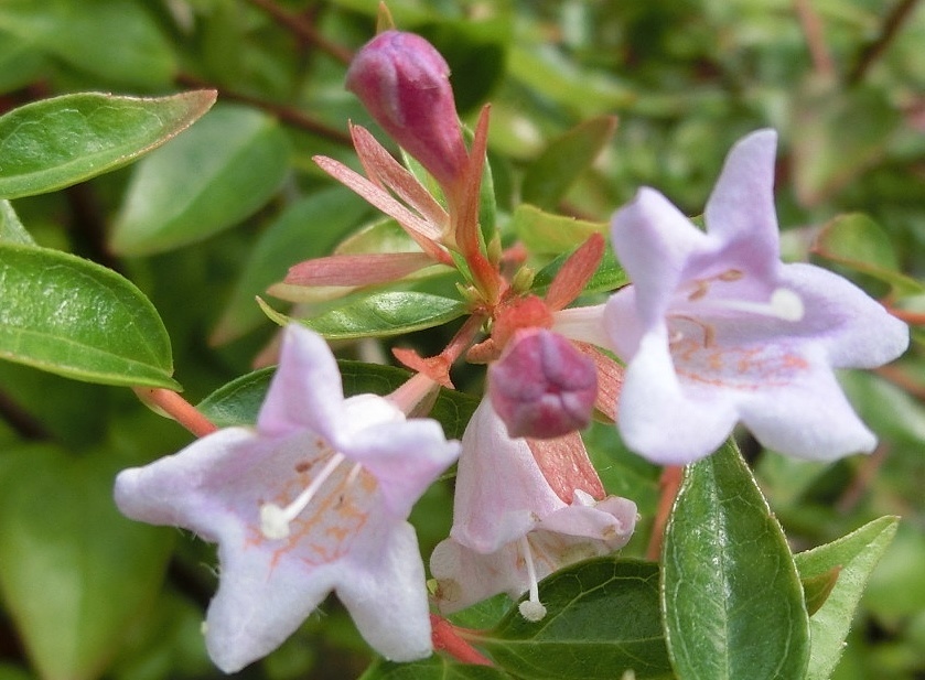 アベリアピンクB