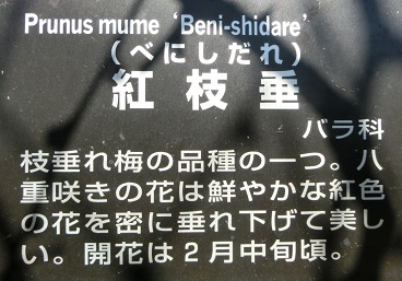 ベニシダレ名札