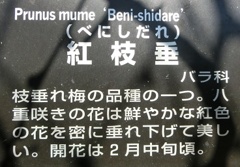 ベニシダレ名札