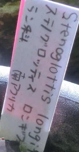 ステノグロッティス・ロンギク花名札