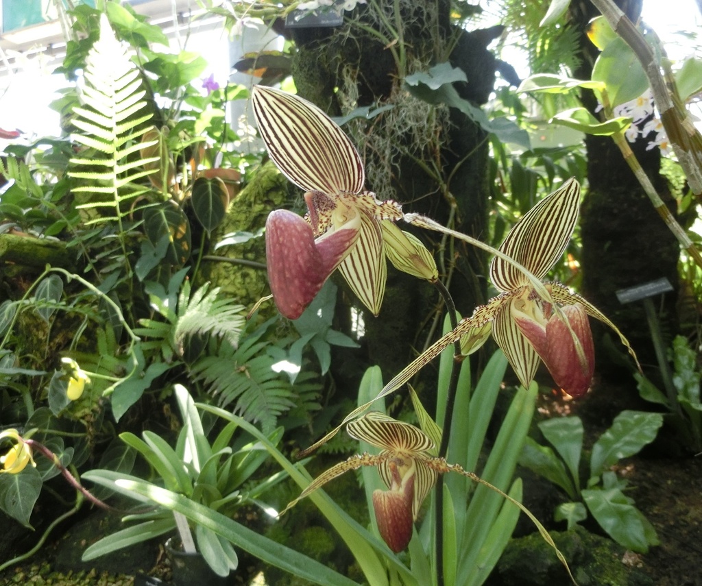 パフィオペディルム・ロスチルディアナム